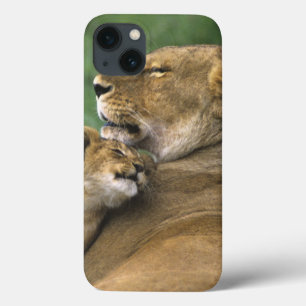 Tanzania, Ngorongoro Crater. African lion mother iPhone 13 Case