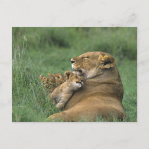 Tanzania, Ngorongoro Crater. African lion mother Postcard