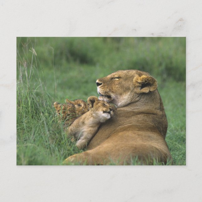 Tanzania, Ngorongoro Crater. African lion mother Postcard (Front)