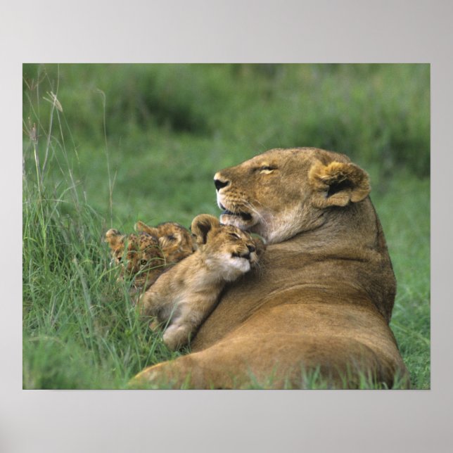 Tanzania, Ngorongoro Crater. African lion mother Poster (Front)