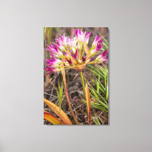 Tapertip Onion Flowering In The Painted Hills Canvas Print