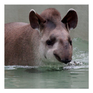 Tapir_2015_0101 Poster