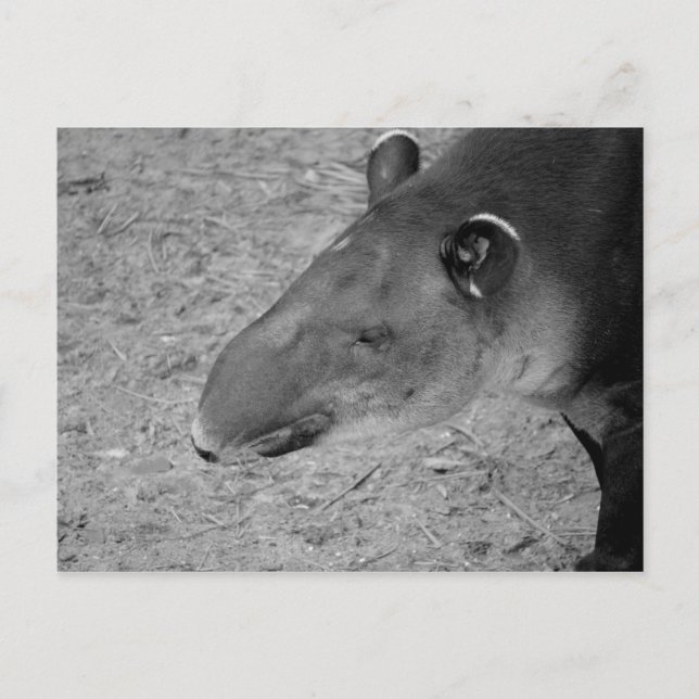 tapir head black and white zoo animal postcard (Front)