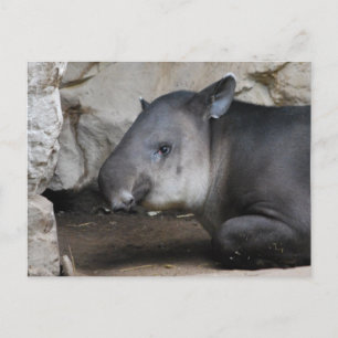Tapir Postcard