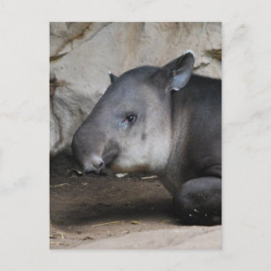 Tapir Postcard