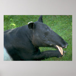 Tapir Poster