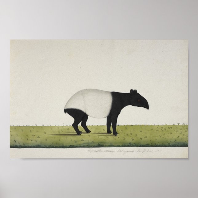 Tapir Poster (Front)