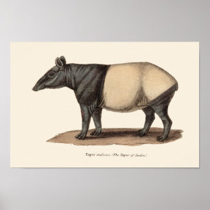 TAPIR PRINT