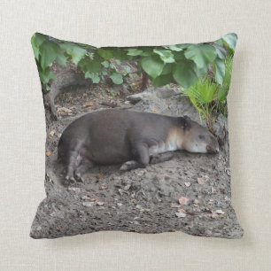 tapir sleeping on sand cushion