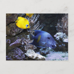 Tapish postcard