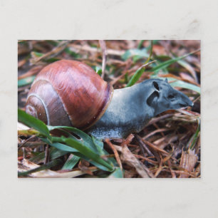 Tapisnail postcard