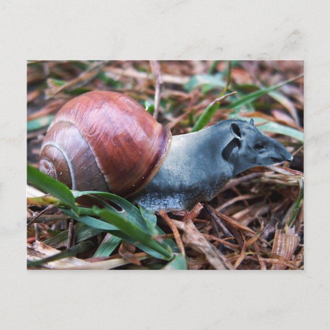 Tapisnail postcard (Front)