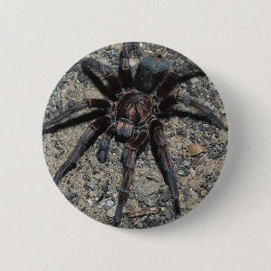 Tarantula 6 Cm Round Badge