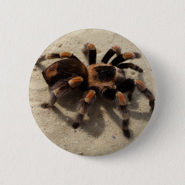 Tarantula brachypelma red knee poisonous 6 cm round badge (Front)