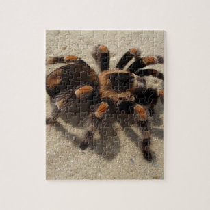 brown rose puzzle pirate spider brown rose puzzle pirate spider