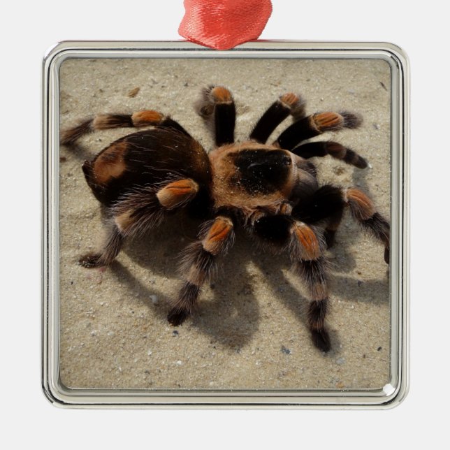 Tarantula brachypelma red knee poisonous metal tree decoration (Front)