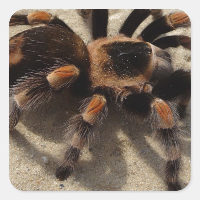 Tarantula brachypelma red knee poisonous square sticker (Front)