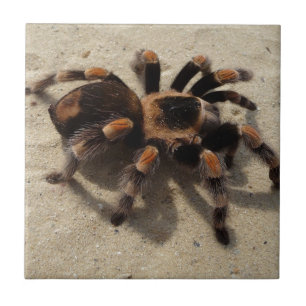 Tarantula brachypelma red knee poisonous tile