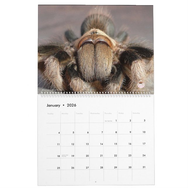 Tarantula Calendar for 2018 (Jan 2026)
