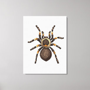 Tarantula Canvas Print