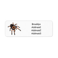 Tarantula cartoon illustration