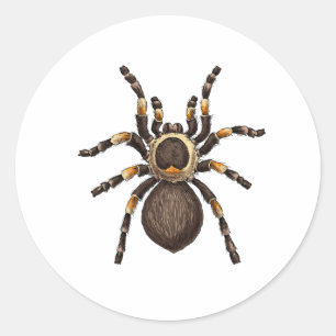 Tarantula Classic Round Sticker