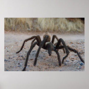 Tarantula Close Up Poster
