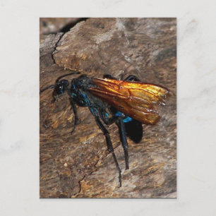 Tarantula Hawk Postcard