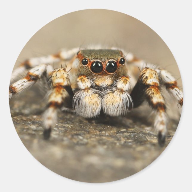 Tarantula Jumping Bird Spider awesome accessories Classic Round Sticker (Front)
