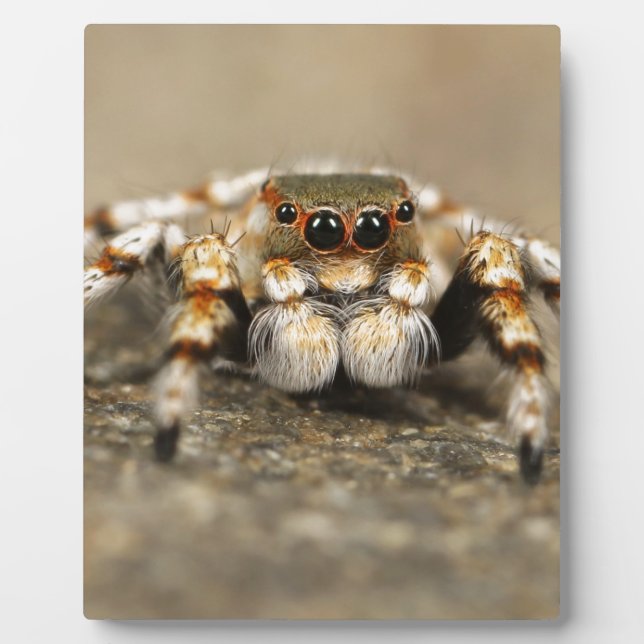 Tarantula Jumping Bird Spider awesome accessories Plaque (Front)