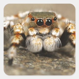 Tarantula Jumping Bird Spider awesome accessories Square Sticker