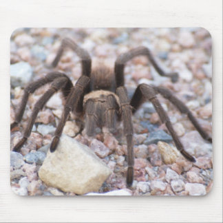 Tarantula Mouse Mat