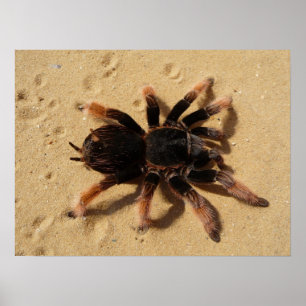 Tarantula Photo Poster
