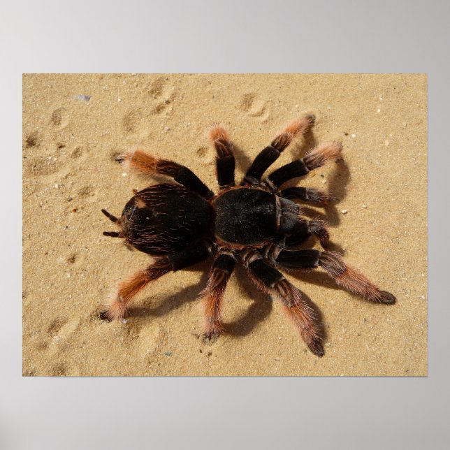 Tarantula Photo Poster (Front)