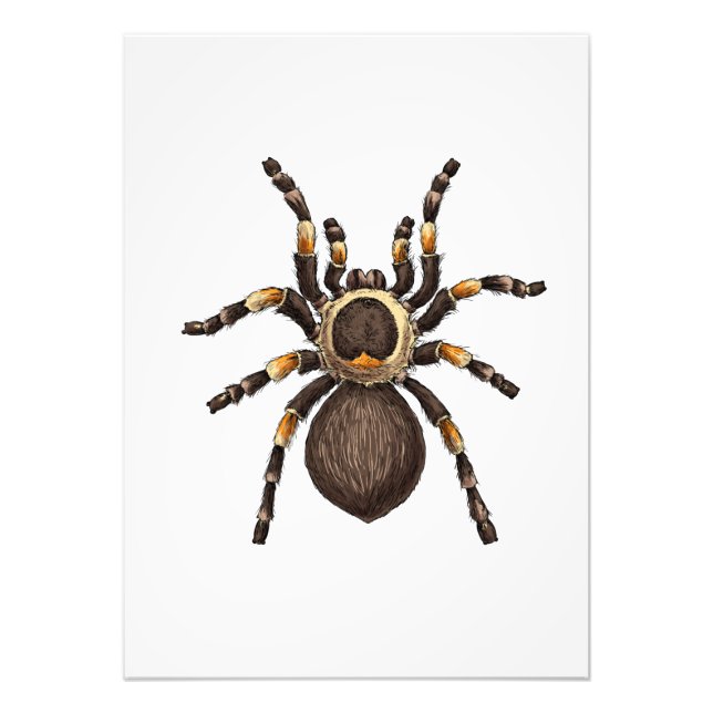 Tarantula Photo Print (Front)