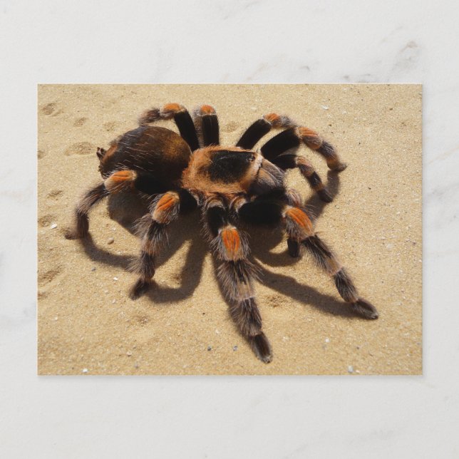Tarantula Postcard (Front)