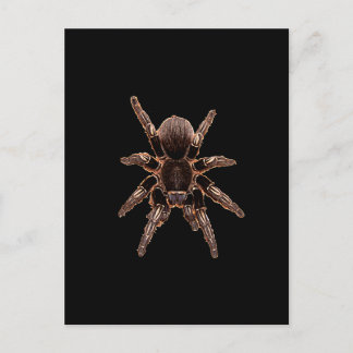 Tarantula Postcard