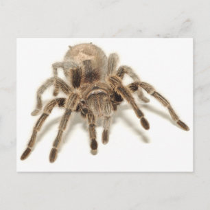Tarantula Postcard