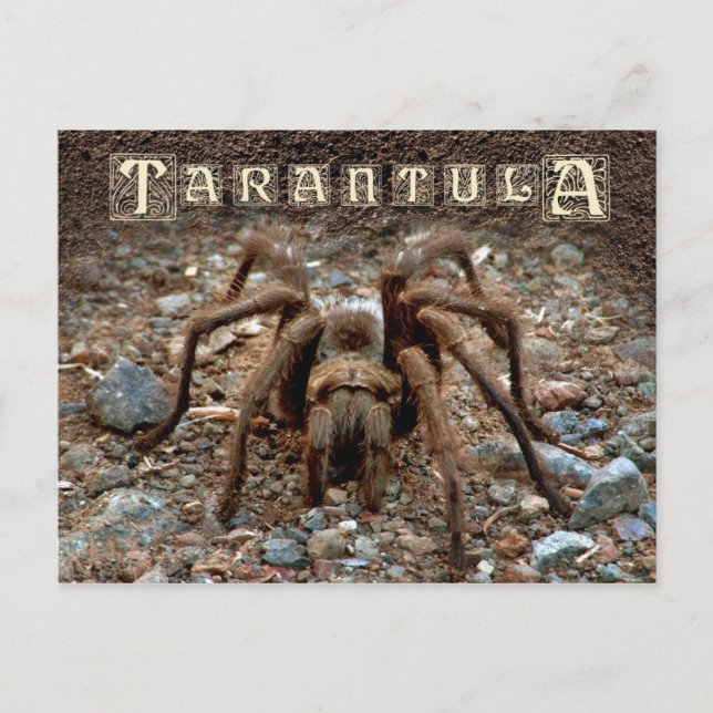 Tarantula Postcard (Front)