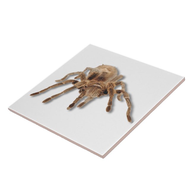 Tarantula spider 6x6 tile (Side)