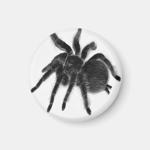 Tarantula Spider Black White Magnet