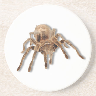 Tarantula spider coaster