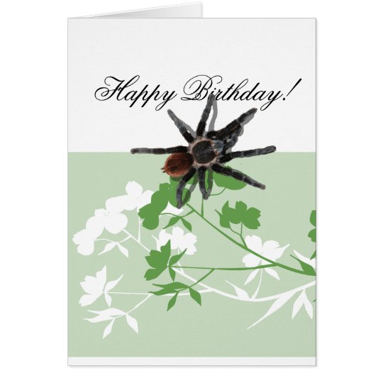 tarantula spider on dogwood blossom design cards