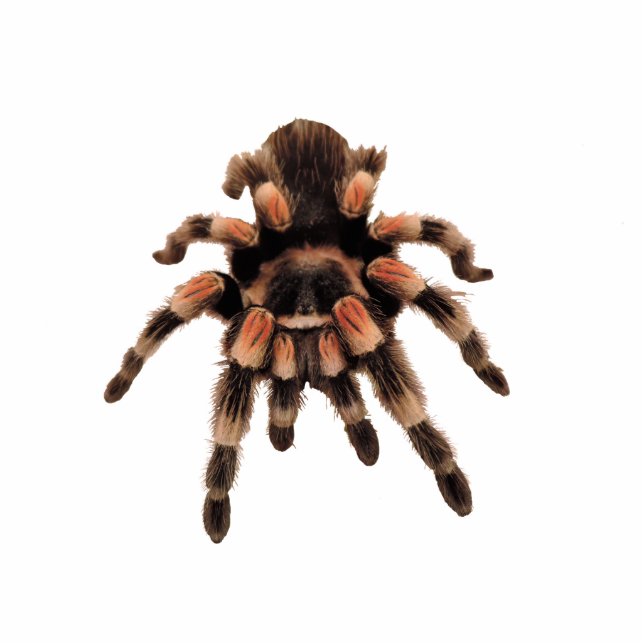 Tarantula spider photo sculpture decoration (Front)