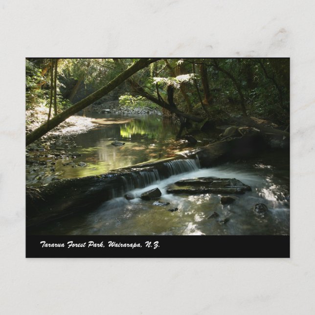 Tararua Forest Park, Wairarapa, N.Z. Postcard (Front)