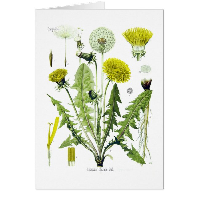 Taraxacum officinale (Dandelion) (Front)
