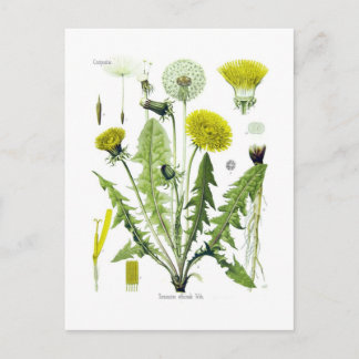 Taraxacum officinale (Dandelion) Postcard