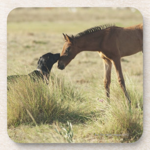Tarifa, Cadiz, Andalusia, Spain 2 Coaster