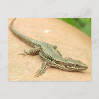Tarjeta Postal  Lagartija Postcard