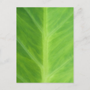 Taro Elephant Ear Plant leaves Postcard